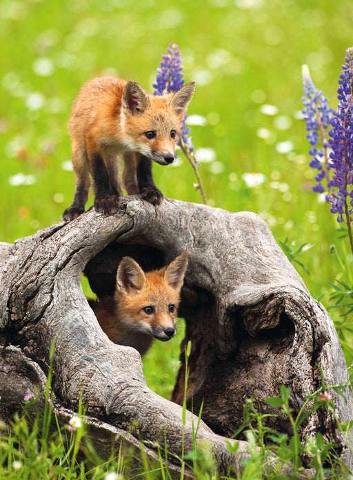Ravensburger - Curious Foxes Puzzle 300 Pieces - Ravensburger Australia & New Zealand