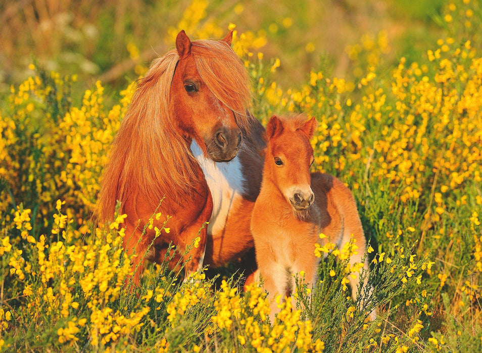 Ravensburger - Shetland Ponies 100 pieces - Ravensburger Australia & New Zealand