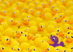 Ravensburger - Rubber ducks 1000 pieces - Ravensburger Australia & New Zealand